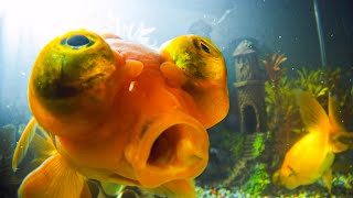 How Do Goldfish Flirt  Pets Wild At Heart  BBC Earth [upl. by Greer]