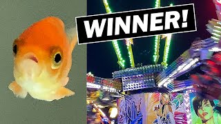 How to Keep a Carnival Goldfish Alive [upl. by Virgel]