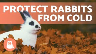 How to Protect Rabbits from COLD WEATHER 🐰❄️ Winter Rabbit Care [upl. by Eslek582]