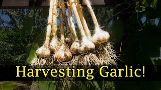 Harvesting Garlic  Beginners Guide [upl. by Raab337]