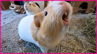 Happy guinea pigs wheeking and squeaking [upl. by Gentes]