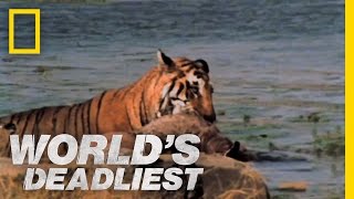 Tiger vs Deer  Worlds Deadliest [upl. by Nitin33]