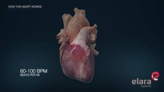 Heart in 3D Animation How the Heart Works [upl. by Oramlub]