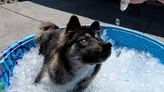 Husky Puppy Gets Ice Pool for the FIRST Time [upl. by Coonan595]