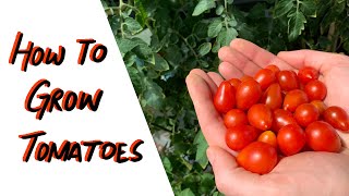 Growing tomatoes in soil AND with hydroponics  Balcony Gardening [upl. by Bohaty]