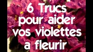 6 trucs pour faire fleurir vos violettes africaines plus souvent [upl. by Bass]