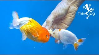 4 Best Goldfish Foods [upl. by Corilla]