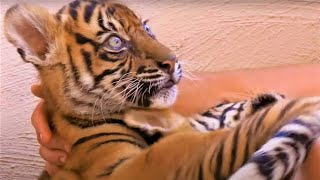 Best Tiger Cub Moments Part 2  BBC Earth [upl. by Drahnreb]