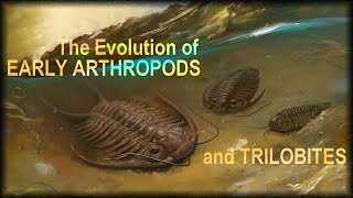 Evolution of early Arthropods [upl. by Sinnek]