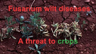 Fusarium wilt disease  Fungi  Threat to crops  Symptoms  Management [upl. by Nesbitt]