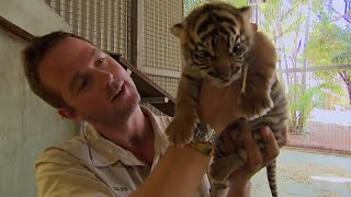 What Happens When Tigers Meet Humans  BBC Earth [upl. by Mudenihc]