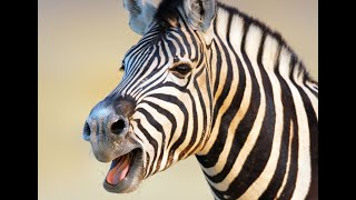 Zebra Sounds and Barking [upl. by Mashe794]