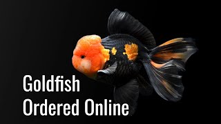 Fancy Goldfish Ordered Online  Unboxing amp KingKoiGoldfish Review [upl. by Prudi]