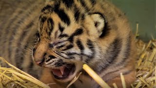 Adorable Tiger Cub Moments Part 1  BBC Earth [upl. by Adiene]