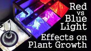 Experiment Red Light vs Blue Light How Spectrums Affect Plant Growth LED vs CFL [upl. by Kirsteni815]