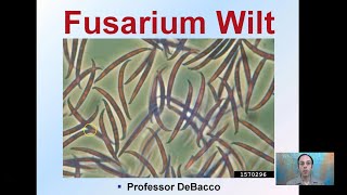 Fusarium Wilt [upl. by Wadleigh]