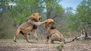 African Lions  National Geographic Documentary [upl. by Riedel]