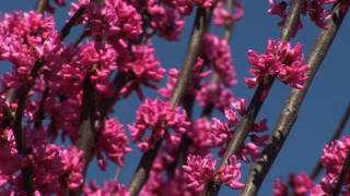 Choosing a Redbud Tree for Your Yard [upl. by Yatnahs56]