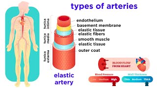 The Circulatory System Part 2 Blood Vessels [upl. by Nuahc]