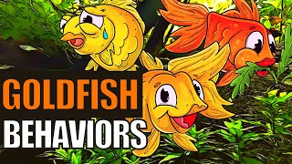 Goldfish Behavior  What Do These Goldfish Behaviors Mean [upl. by Ajnot626]