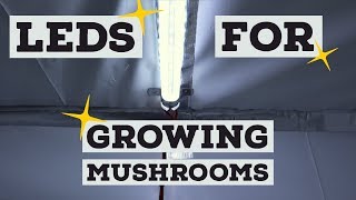 Mushroom Fruiting Chamber Lighting Install  Using LED lights to Grow Mushrooms [upl. by Aderfla]