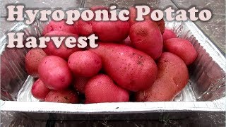 Hydroponic Potato Harvest [upl. by Encrata]