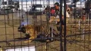 Tiger Attacks Drags Trainer GRAPHIC VIDEO [upl. by Siger]