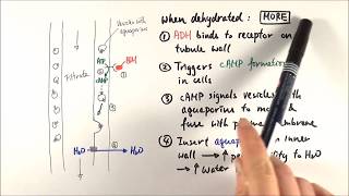 A2 Biology  ADH mechanism OCR A Chapter 156 [upl. by Jacquette105]