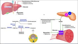 Pharmacology of Diabetes Mellitus  Mechanisms of Action [upl. by Kahcztiy283]