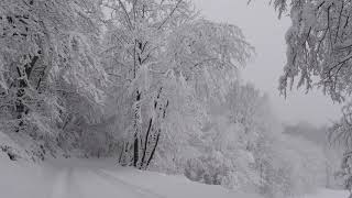 Relaxing Snowfall 2 Hours  Sound of Light Wind Breeze and Falling Snow in Forest Part 2 [upl. by Ocihc738]