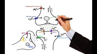 Pharmacology  ANTIEPILEPTIC DRUGS MADE EASY [upl. by Laris]