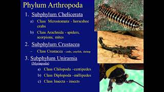 Biology 182 Arthropoda [upl. by Sylram]