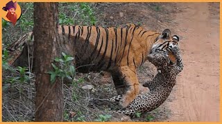 14 Tiger Battles Caught On Film [upl. by Ardnuyek]