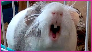 Best guinea pig noises in slow motion [upl. by Aniuqal]