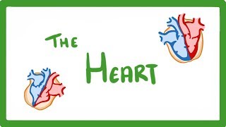 GCSE Biology  The Heart 23 [upl. by Alis396]