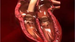 Structure of Human Heart  Class 10 [upl. by Nryhtak]