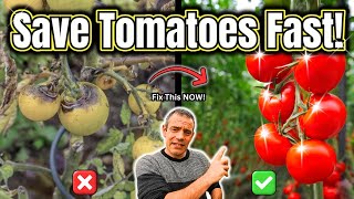 Your Tomatoes Are Dying Do THIS Now [upl. by Pressey]