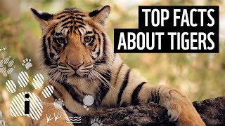 Top 7 Facts About Tigers  Animal Fun Facts  WWF [upl. by Melisent896]